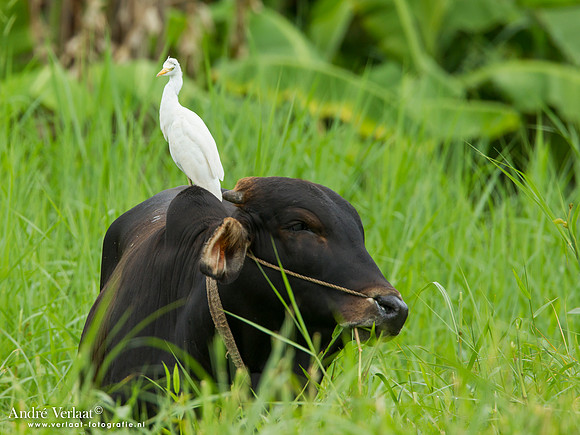Grote Zilverreiger / Great Egret - Commewijne