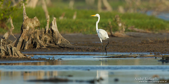 Grote Zilverreiger / Great Egret - Bigi Pan