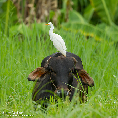 Grote Zilverreiger / Great Egret - Commewijne