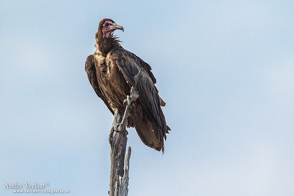 Kapgier / Hooded Vulture - South Luangwa NP