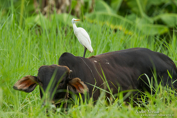 Grote Zilverreiger / Great Egret - Commewijne