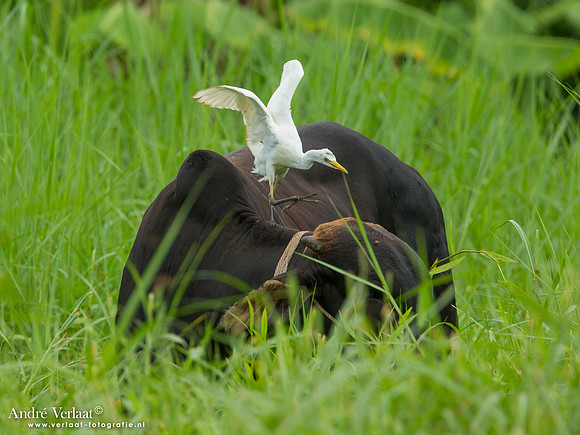 Grote Zilverreiger / Great Egret - Commewijne