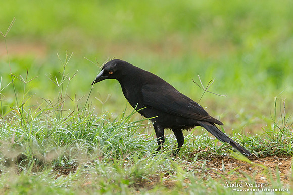 Grote Koevogel / Giant Cowbird - Peperpot
