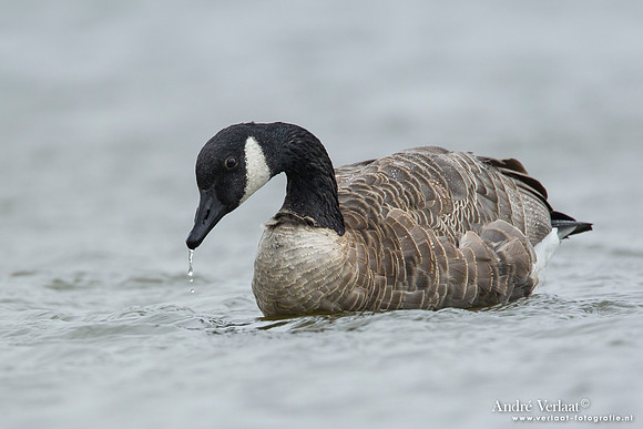 Grote Canadese Gans / Greater Canada Goose - Den Helder