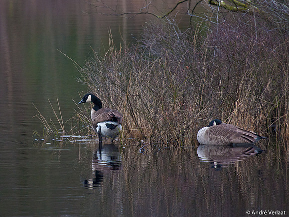 Grote Canadese Gans / Greater Canada Goose - Oisterwijk