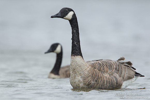 Grote Canadese Gans / Greater Canada Goose - Den Helder