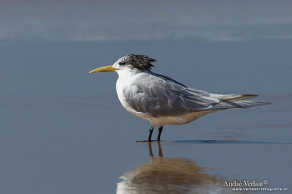 Grote Kuifstern / Crested Tern - Fraser Island