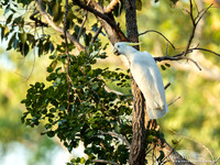 Grote Geelkuifkaketoe / Sulphur-crested Cockatoo