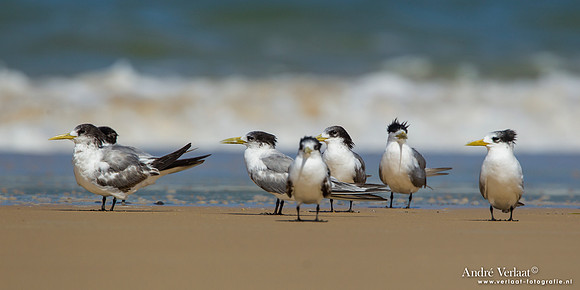 Grote Kuifstern / Crested Tern - Fraser Island