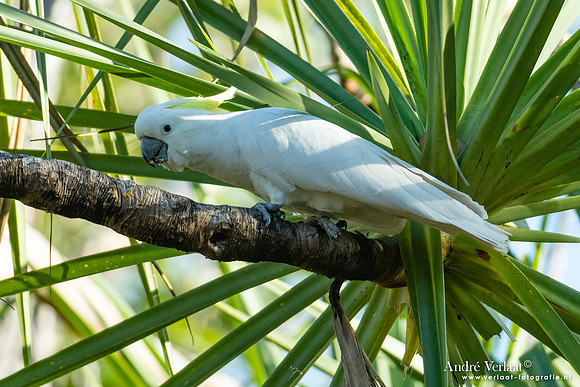 Grote Geelkuifkaketoe / Sulphur-crested Cockatoo