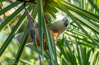 Grote Geelkuifkaketoe / Sulphur-crested Cockatoo