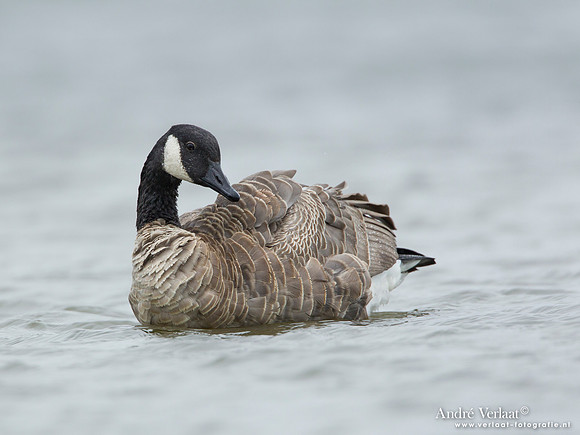 Grote Canadese Gans / Greater Canada Goose - Den Helder