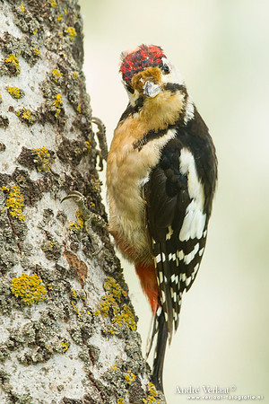 Grote Bonte Specht / Great Spotted Woodpecker -  Tiszagyenda