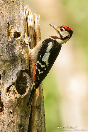 Grote Bonte Specht / Great Spotted Woodpecker - Tiszagyenda