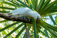Grote Geelkuifkaketoe / Sulphur-crested Cockatoo