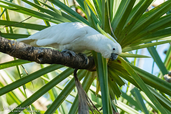 Grote Geelkuifkaketoe / Sulphur-crested Cockatoo
