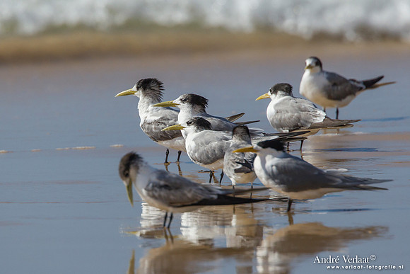 Grote Kuifstern / Crested Tern - Fraser Island