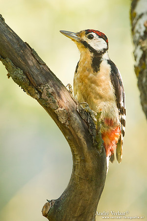 Grote Bonte Specht / Great Spotted Woodpecker -  Tiszagyenda