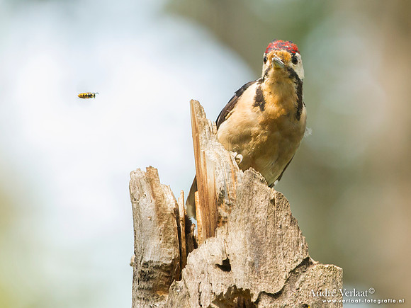 Grote Bonte Specht / Great Spotted Woodpecker -  Tiszagyenda