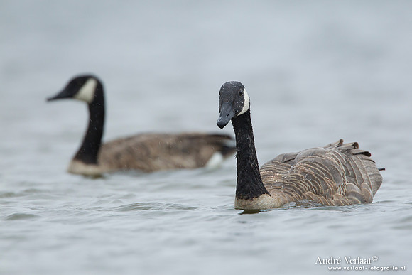 Grote Canadese Gans / Greater Canada Goose - Den Helder