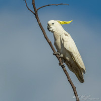 Grote Geelkuifkaketoe / Sulphur-crested Cockatoo