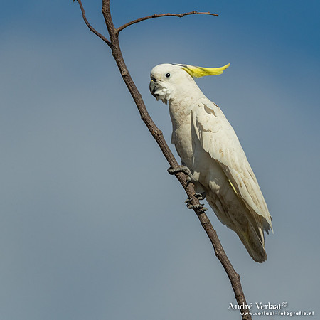 Grote Geelkuifkaketoe / Sulphur-crested Cockatoo - Pine Creek NT
