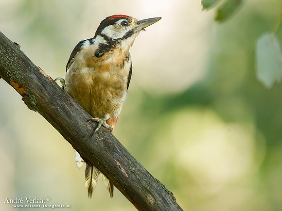 Grote Bonte Specht / Great Spotted Woodpecker -  Tiszagyenda