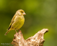 Groenling / Greenfinch - Drunen