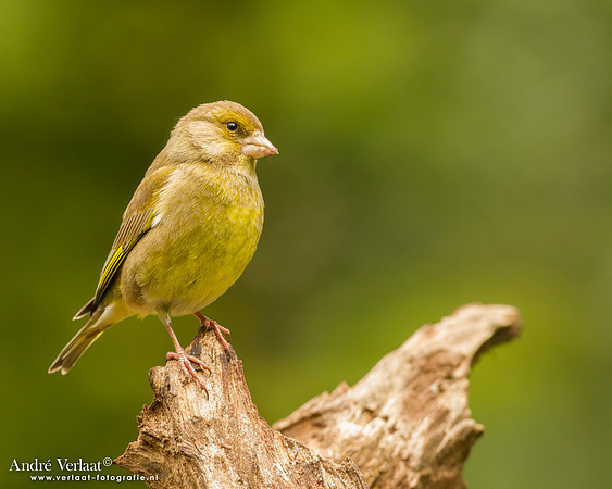 Groenling / Greenfinch - Drunen