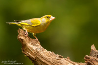 Groenling / Greenfinch - Drunen