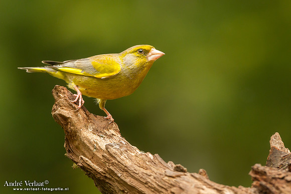 Groenling / Greenfinch - Drunen