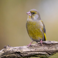 Groenling / Greenfinch - Rijssen