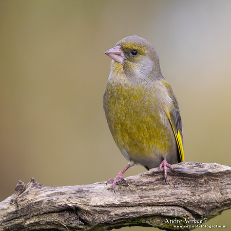 Groenling / Greenfinch - Rijssen