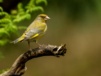 Groenling / Greenfinch - Maasduinen