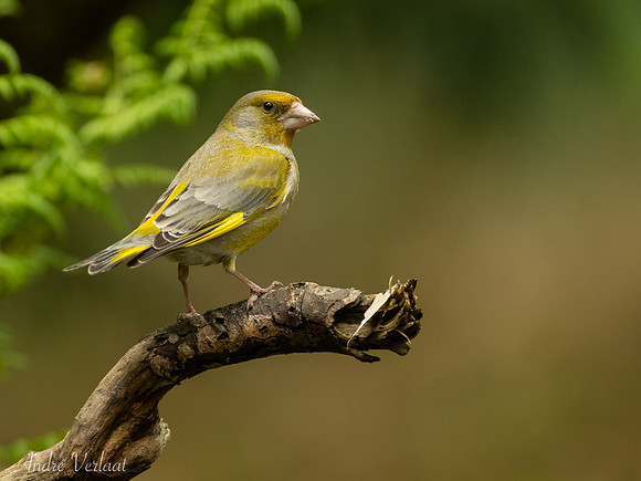 Groenling / Greenfinch - Maasduinen
