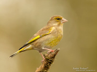 Groenling / Greenfinch - Lichtenberg