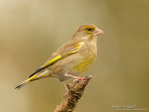Groenling / Greenfinch - Lichtenberg