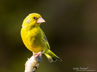 Groenling / Greenfinch - Wognum