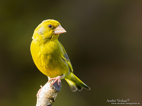 Groenling / Greenfinch - Wognum
