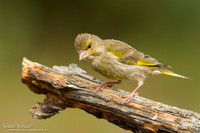 Groenling / Greenfinch - Lemelerberg