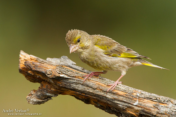 Groenling / Greenfinch - Lemelerberg