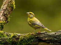 Groenling / Greenfinch - Maasduinen