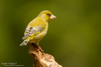 Groenling / Greenfinch - Drunen