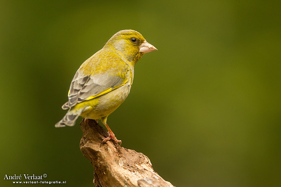 Groenling / Greenfinch - Drunen