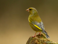 Groenling / Greenfinch - Holten