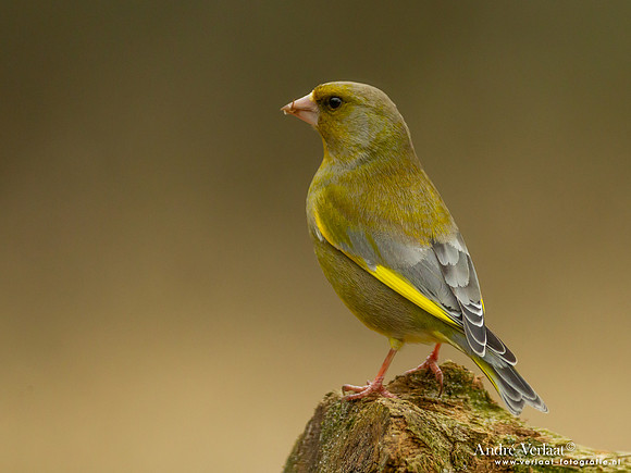 Groenling / Greenfinch - Holten
