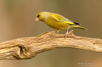 Groenling / Greenfinch - Holten