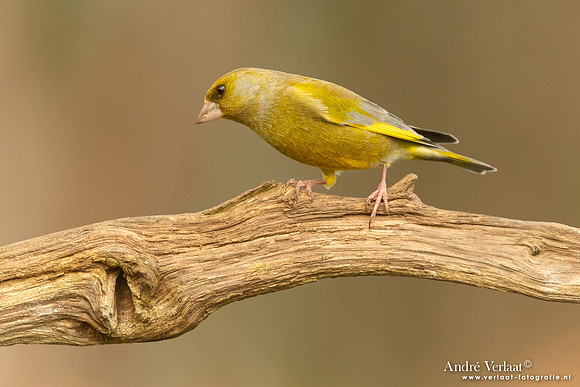 Groenling / Greenfinch - Holten