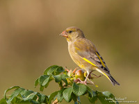 Groenling / Greenfinch - Wognum
