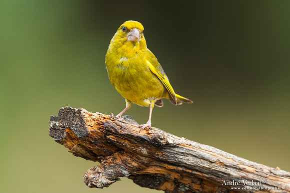 Groenling / Greenfinch - Lemelerberg
